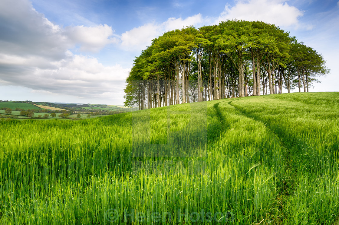 Copse Meaning
